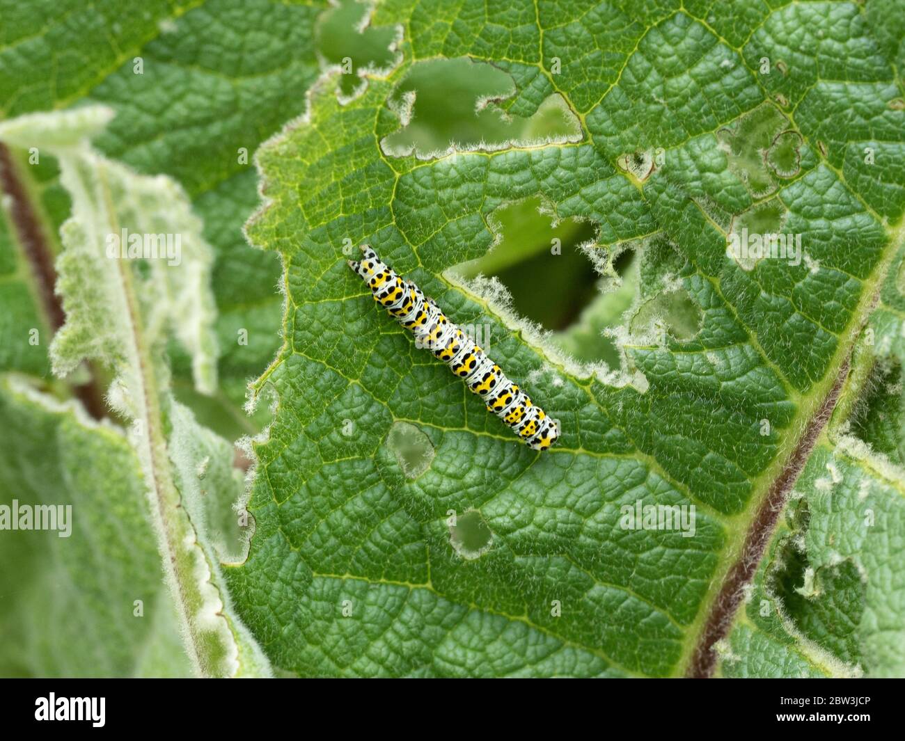 A close up of a caterpillar of the mullein moth Cucullia verbasci feeding on Verbascum foliage Stock Photo