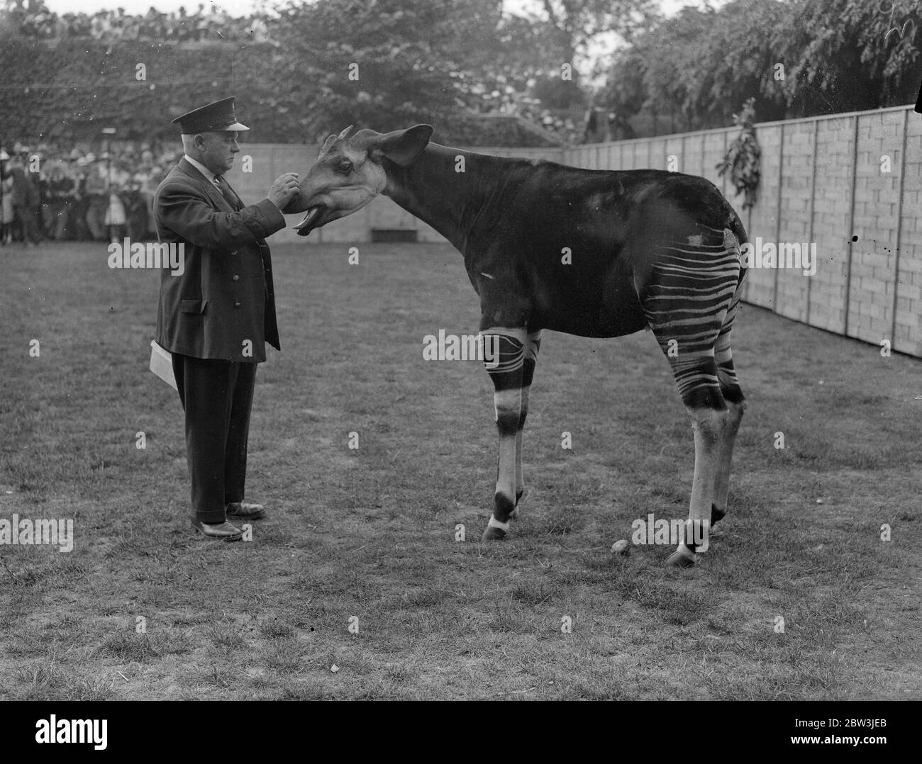 Okapi now named Conga , makes first public appearance at London Zoo . 1 ...