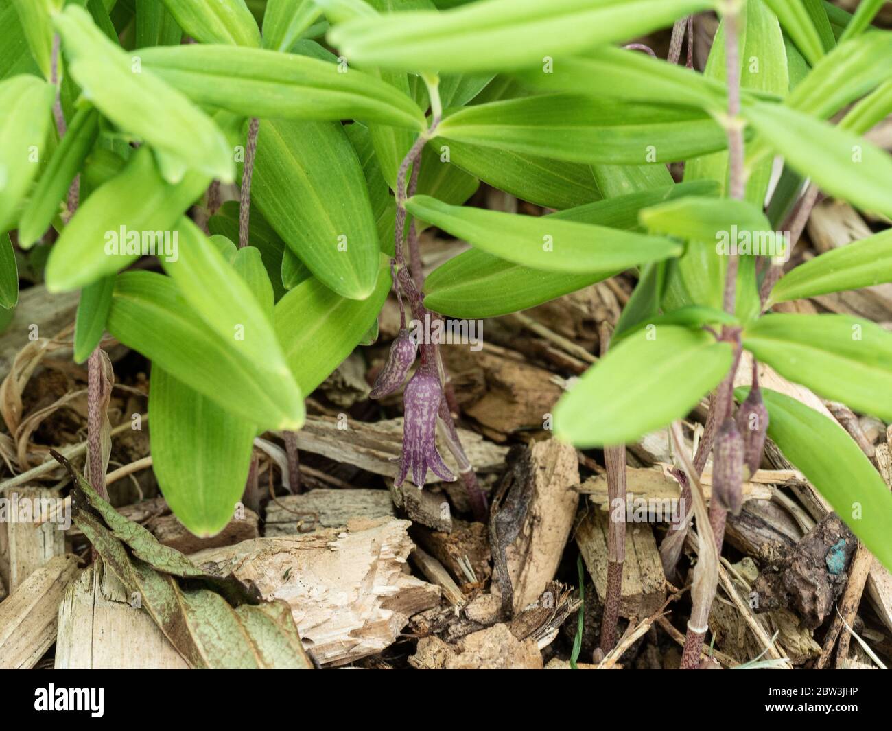 A close up of the foliage and flowers of Polygonatum roseum Stock Photo