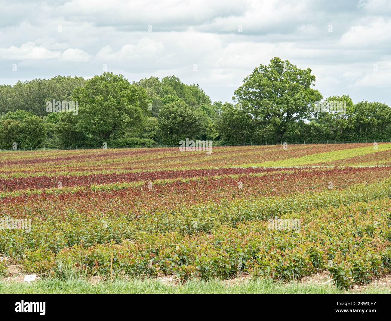 A commercial  field of mixed varieties of roses  before flowering showing the range of foliage colours Stock Photo