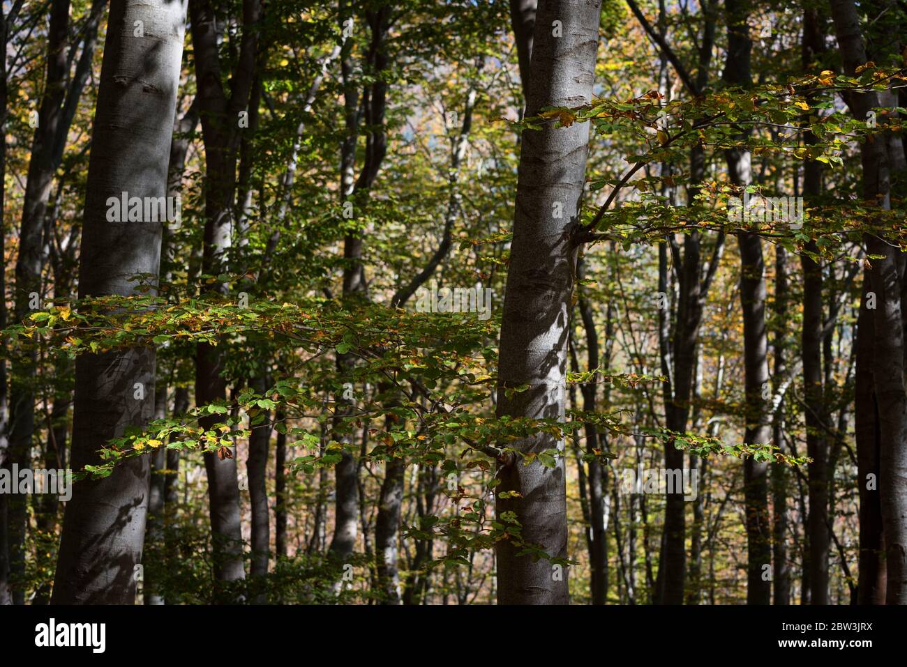 Beautiful daily landscape. Stara reka Reserve in the autumn, Stara ...