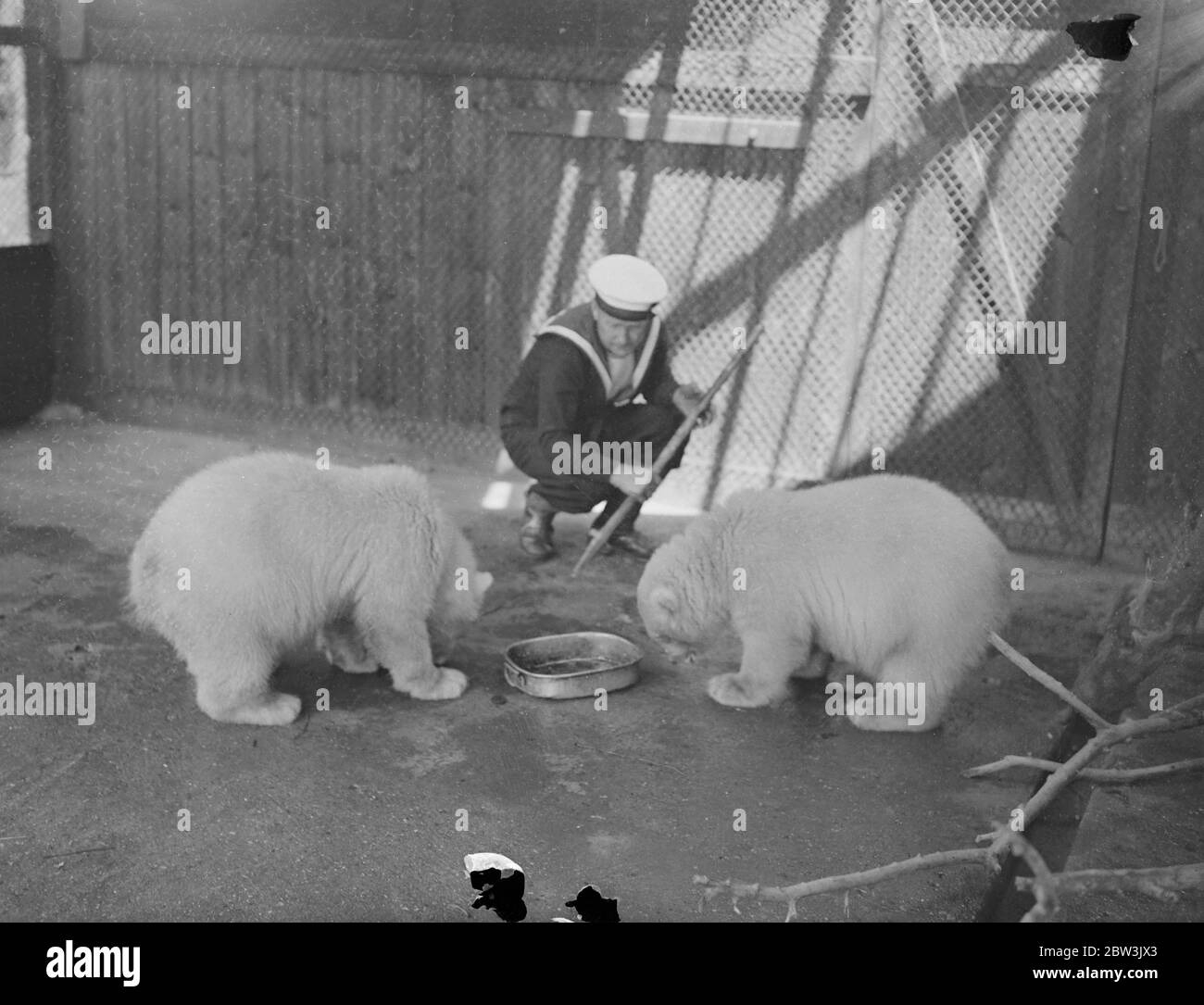 The navy makes friends ! . Two three month old polar bears are the latest arrivals at the Navy ' s own zoo on Whale Island ( HMS Excellent ) at Portsmouth . Friendly balls of white fur , the bear cubs , which were presented by the British Consul at Tomso ( Norway ) , have quickly settled down in their new quarters . The zoo , the only one of its kind in the world , receives the majority of its exhibits from men of the British Navy . Photo shows , sailors making friends with the polar bear cubs at the Whale Island Zoo , Portsmouth . 9 July 1936 Stock Photo