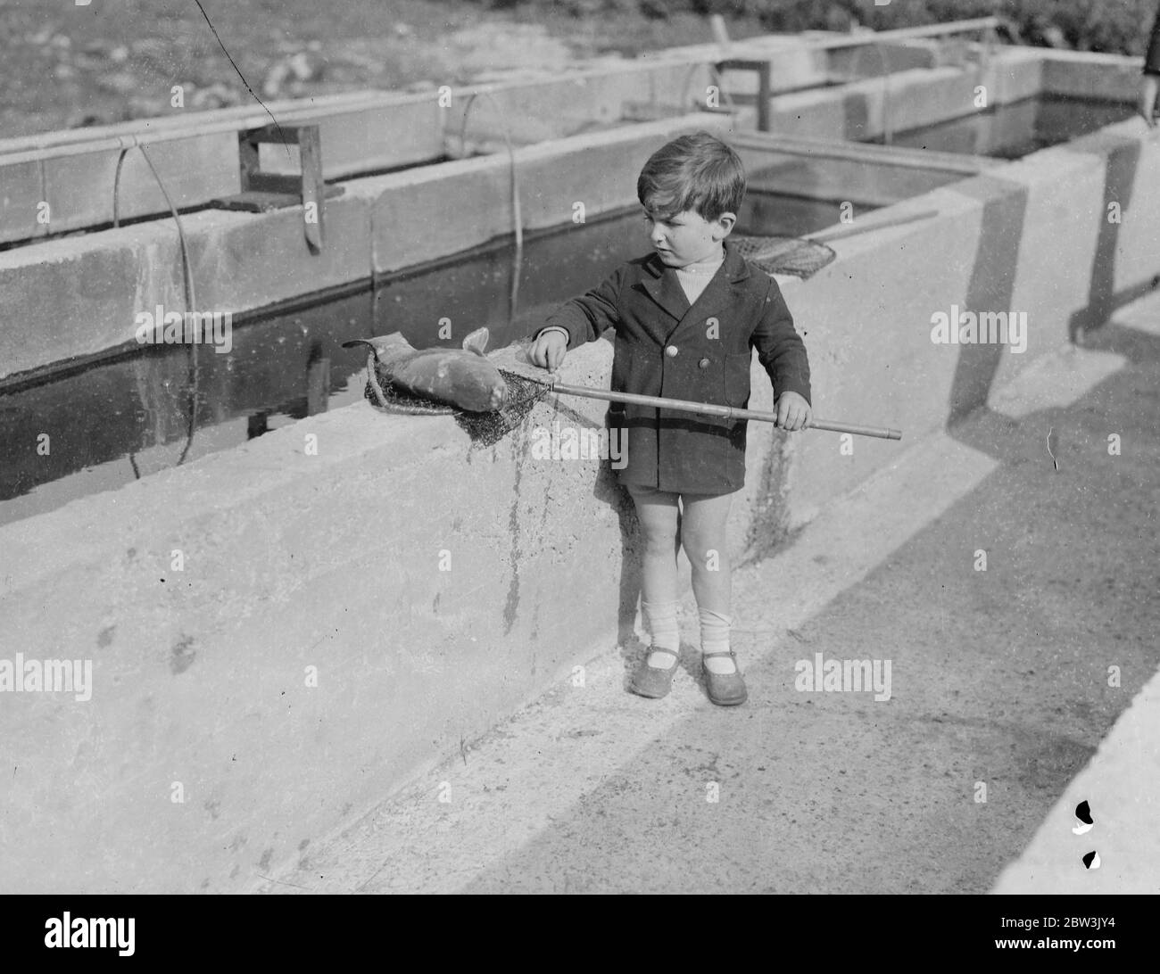 Keeping England on the goldfish standard . Thousands imported from Italy before sanctions . Transferring fresh arrivals to a huge tank at an Alperton fisheries . 18 October 1935 Stock Photo