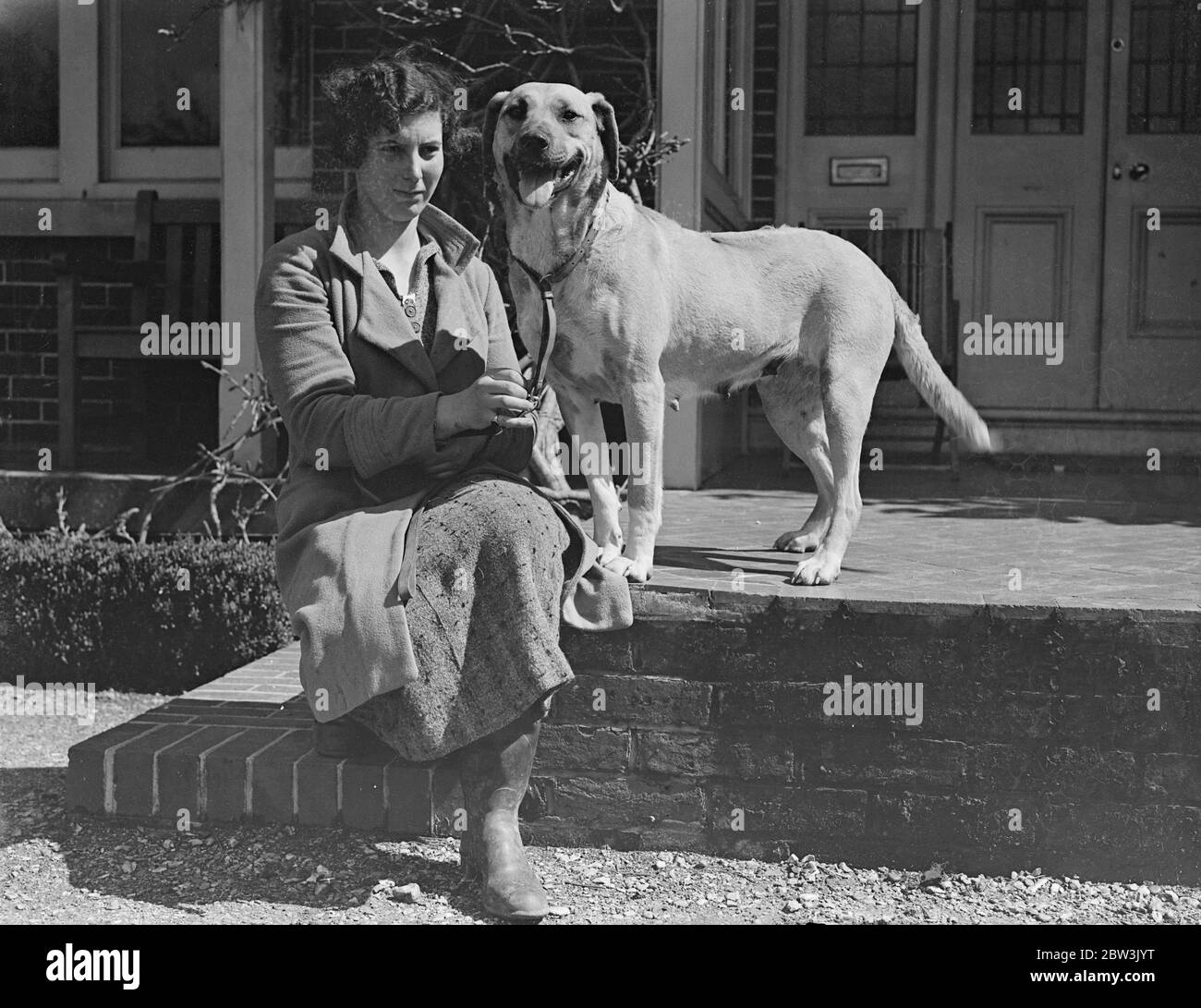 rare breed dog shows