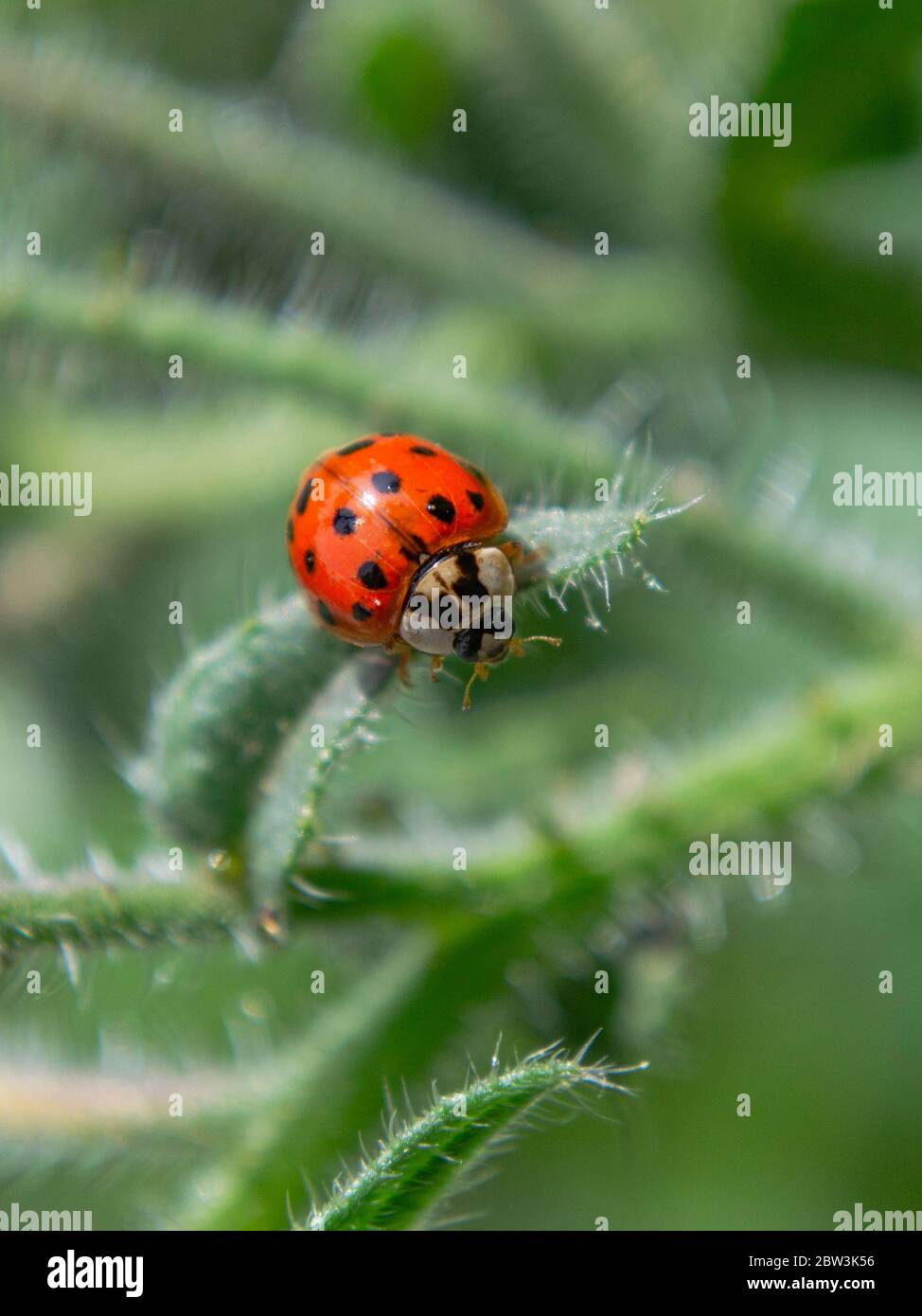Asian ladybeetle on leaf,  Harmonia axyridis, Harlequin ladybird Stock Photo