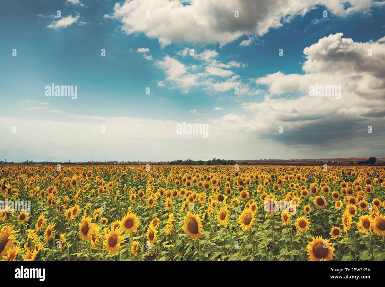 Cloudy daily landscape in the middle of summer. Sunflower field near the town of Burgas, Bulgaria Stock Photo