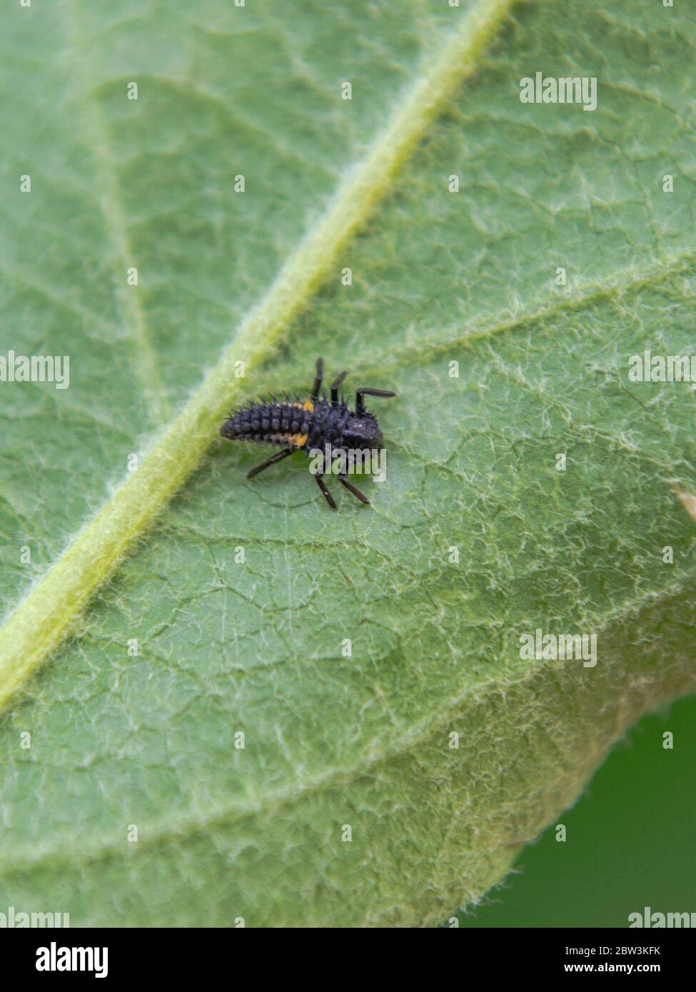 Harmonia axyridis on leaf, Asian ladybeetle Stock Photo