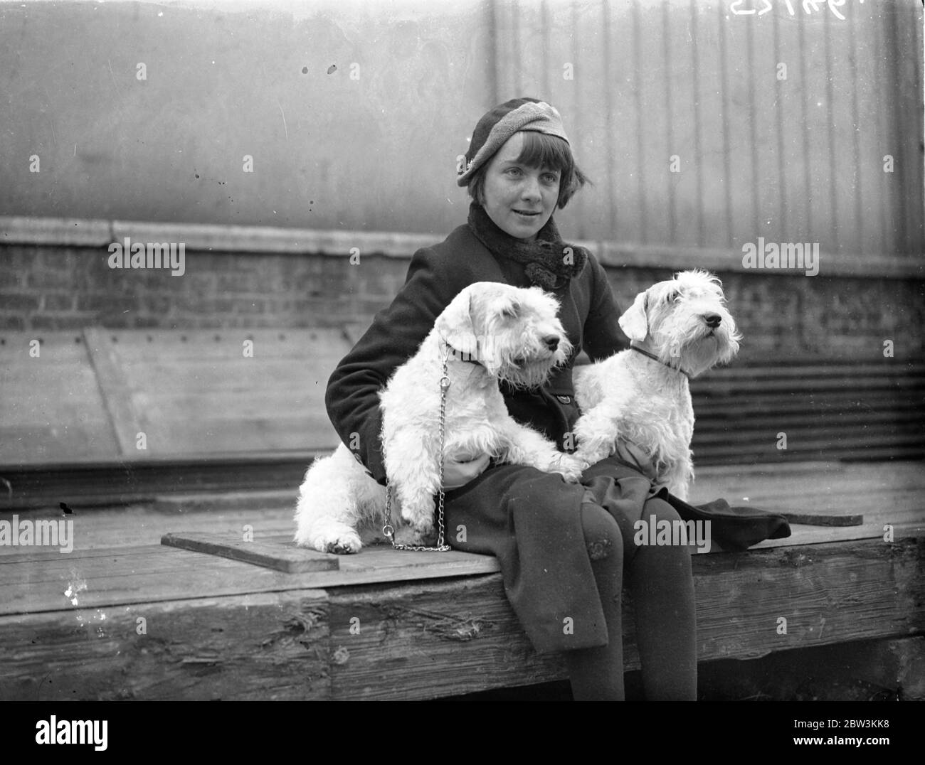 With father ' s entries at Crystal Palace dog show . The Kensington Captain society ' s dog show is in progress at the Crystal Palace London . Photo shows , Anna Wade with her father ' s champion Sealyhame Hillsome Warbird ( left 0 and Bendorn Begonie . 16 April 1936 Stock Photo