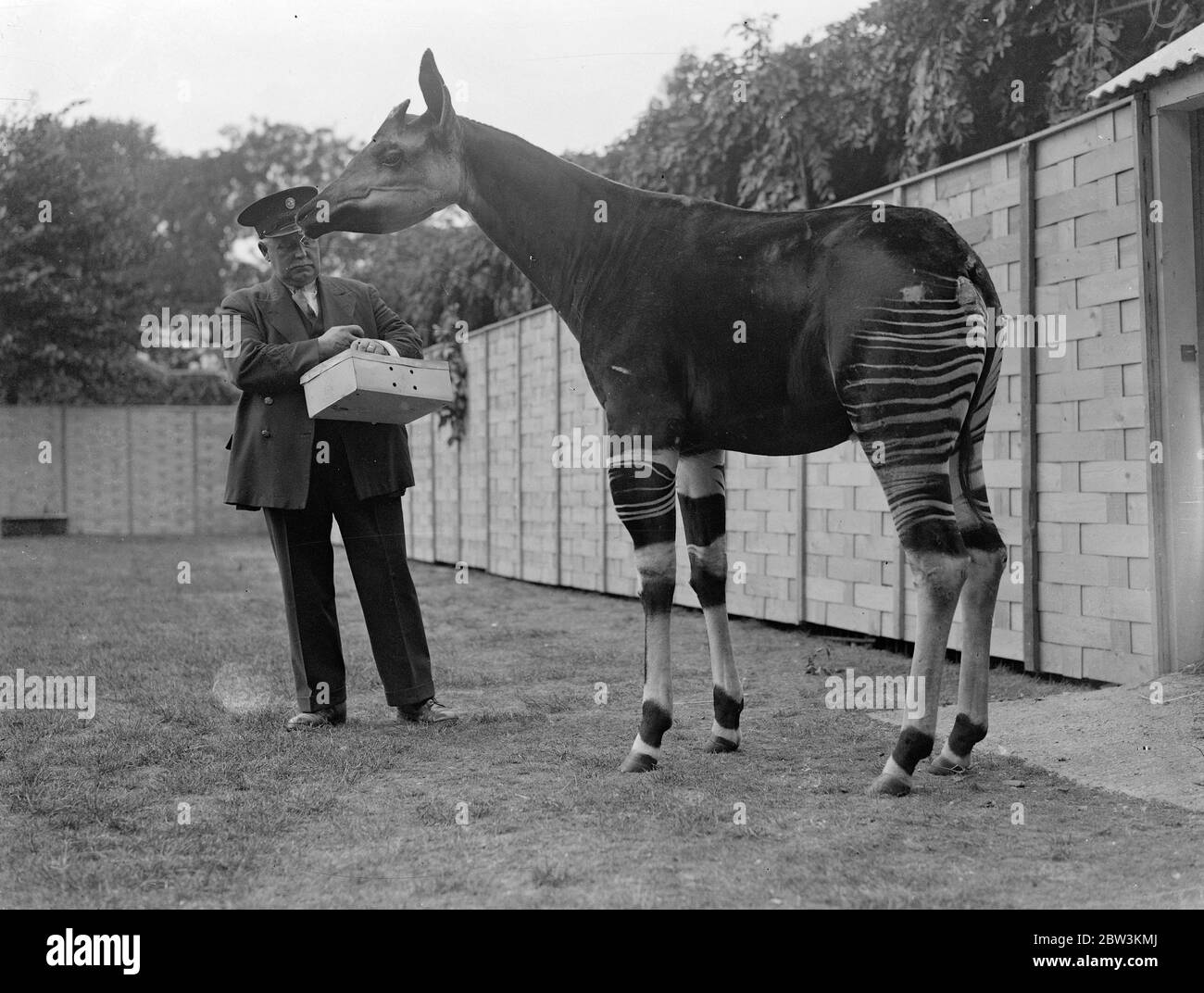 Okapi now named Conga , makes first public appearance at London Zoo . 1 ...