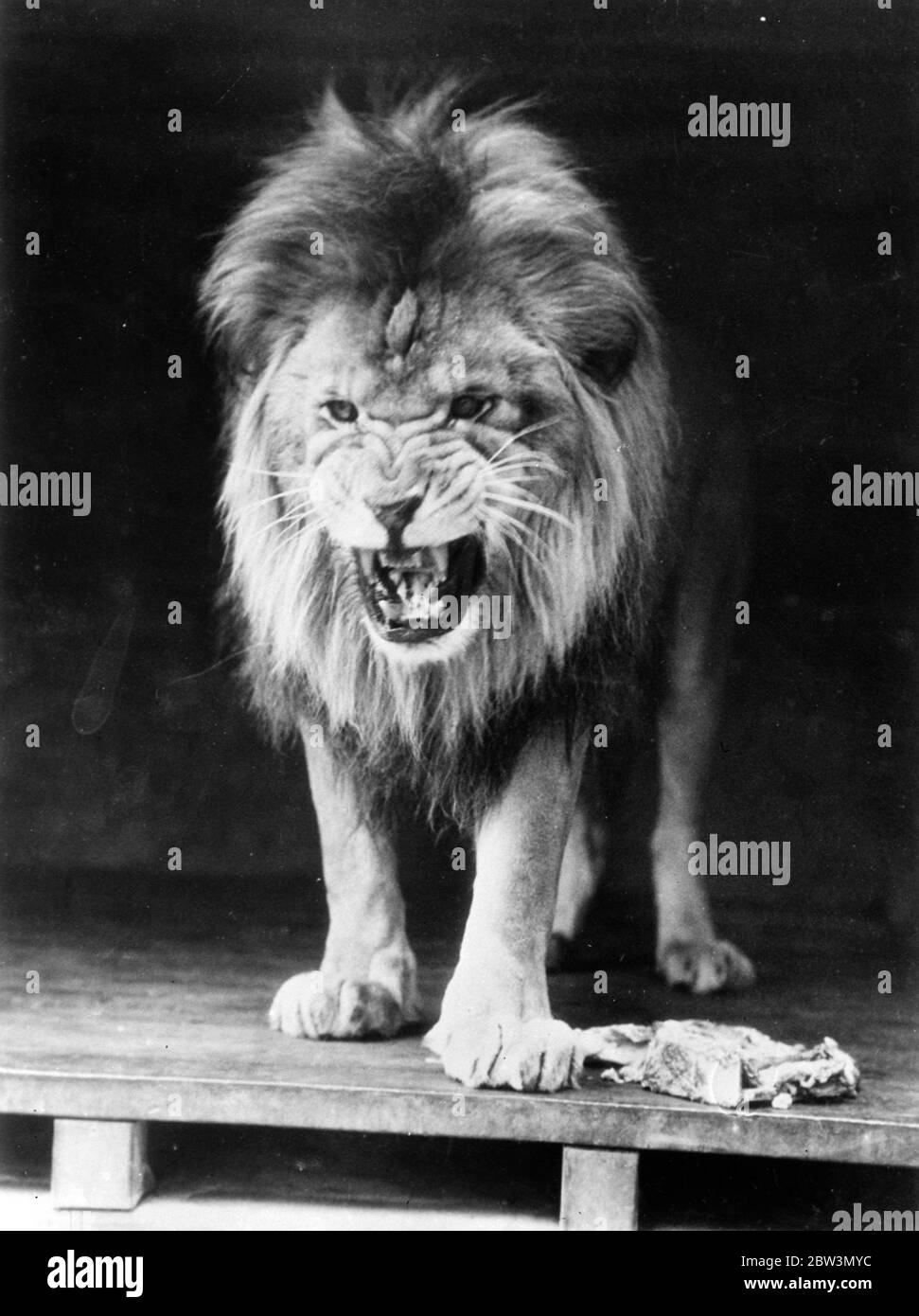 The jungle king is not amused . His eyes dwindling to baleful pinpoints , his whiskers bristling and his massive nose wrinkled in definite dissaproval , a lion at Los Angeles menageris gives vent to a magnificent snarl at the visitor who interrupted his lunch . 1935 Stock Photo