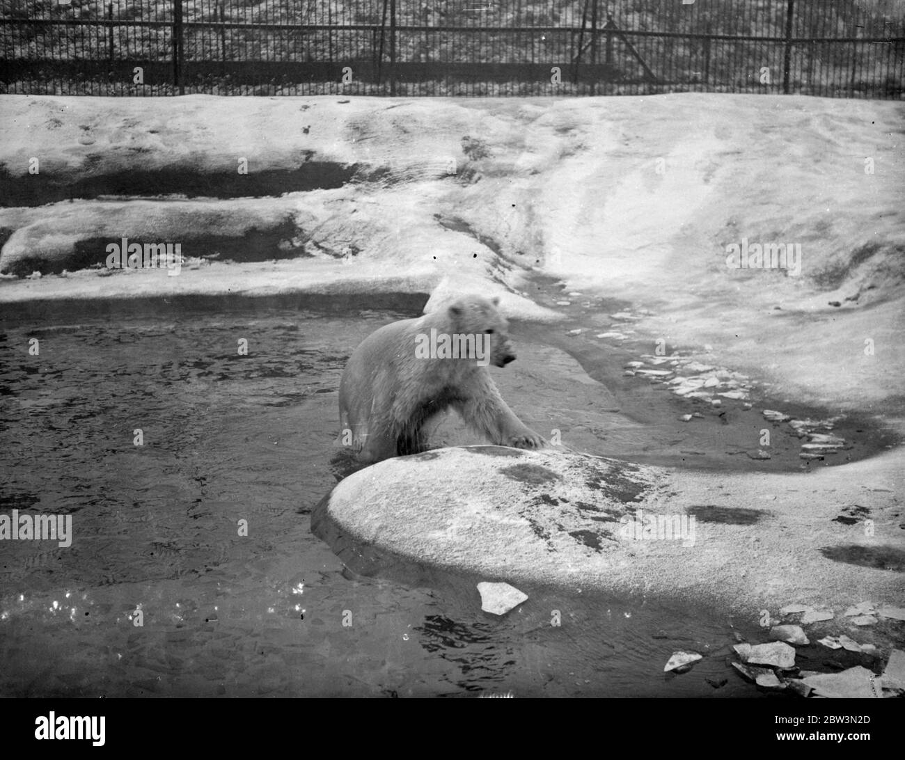 This weather is just right for the Whipsnade polar bears . Sam and Barbara , the polar bears at the Whipsnade Zoo is covered thickly with snow and the bears pond has a coting of ice . It ' s just like home for Sam and Barbara ! . Photo shows , Sam scrambling out of the water after a dip in his ice covered pond . 20 December 1935 Stock Photo