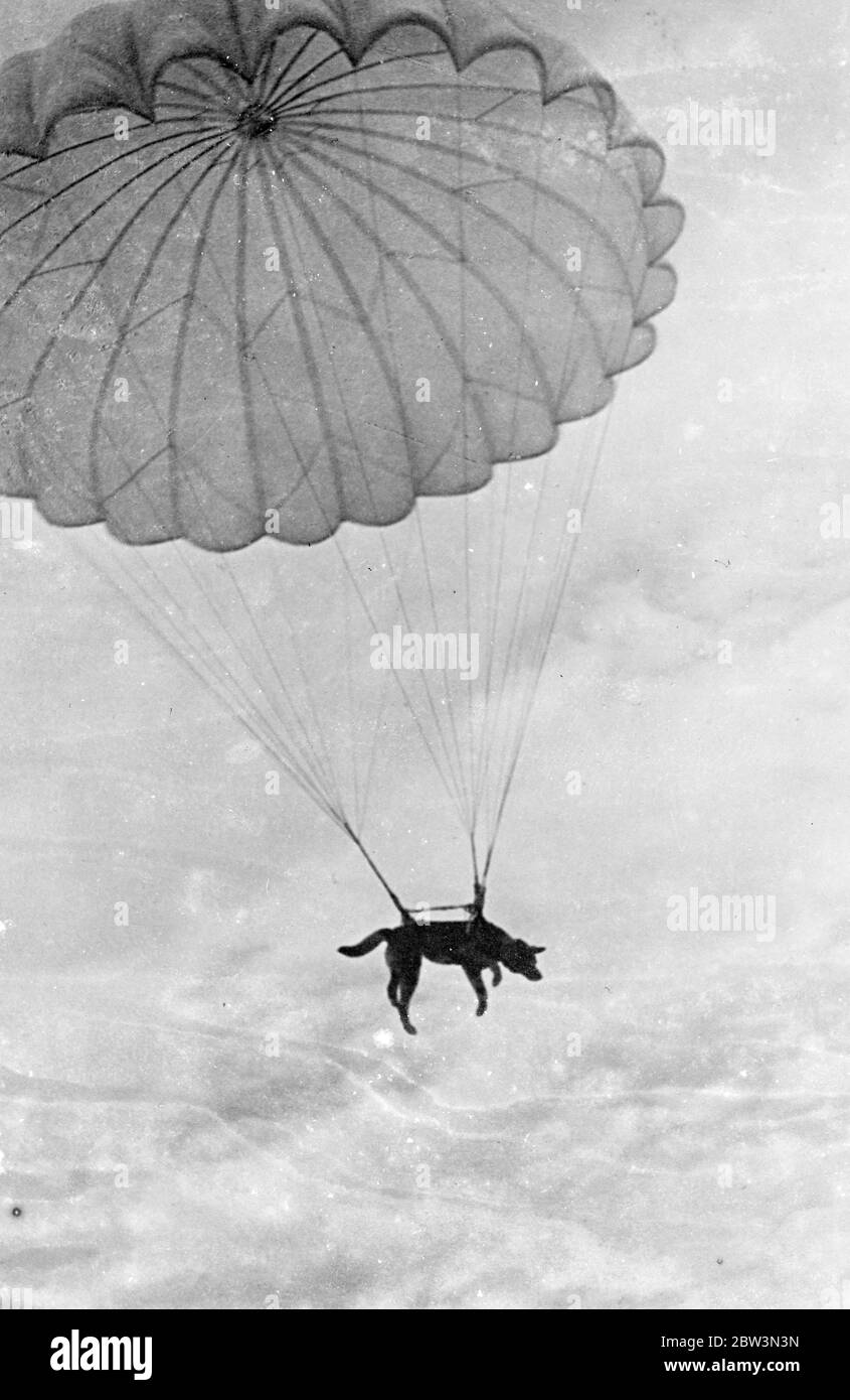 First parachute jump by a dog . The first parachute jump ever made by a dog was taken by an alsation in the service of the Red Army . The dog , with special harness strapped to its body , floated to earth during a display in the Izmaylovsky Park , Moscow . The service dogs , which are used extensively by the Red Army border patrol , are trained to co-operate with Army parachutists . The cover is using parachutes to drop whole armies behind ' enemy lines ' and the employment of the dogs will give them additional means of communication for the animals will act as dispatch carriers . Photo shows Stock Photo