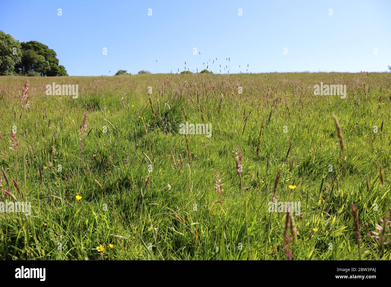 Green Meadow Foxtail grass. Hurst Meadows in springtime Stock Photo