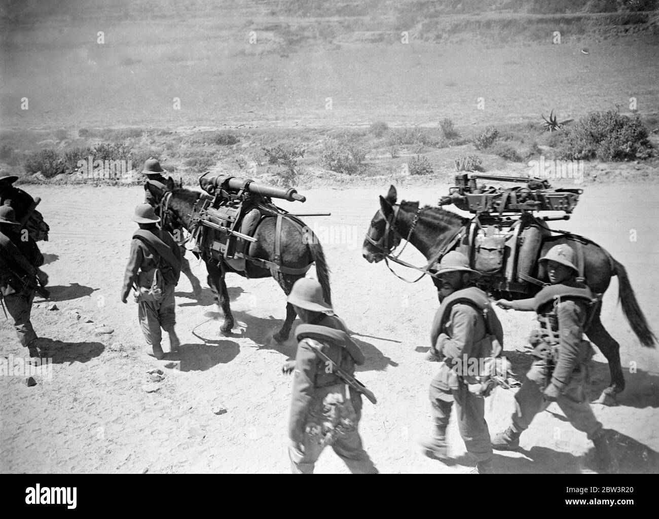 Mountain guns , loaded on mules , moving . 14 May 1936 Stock Photo