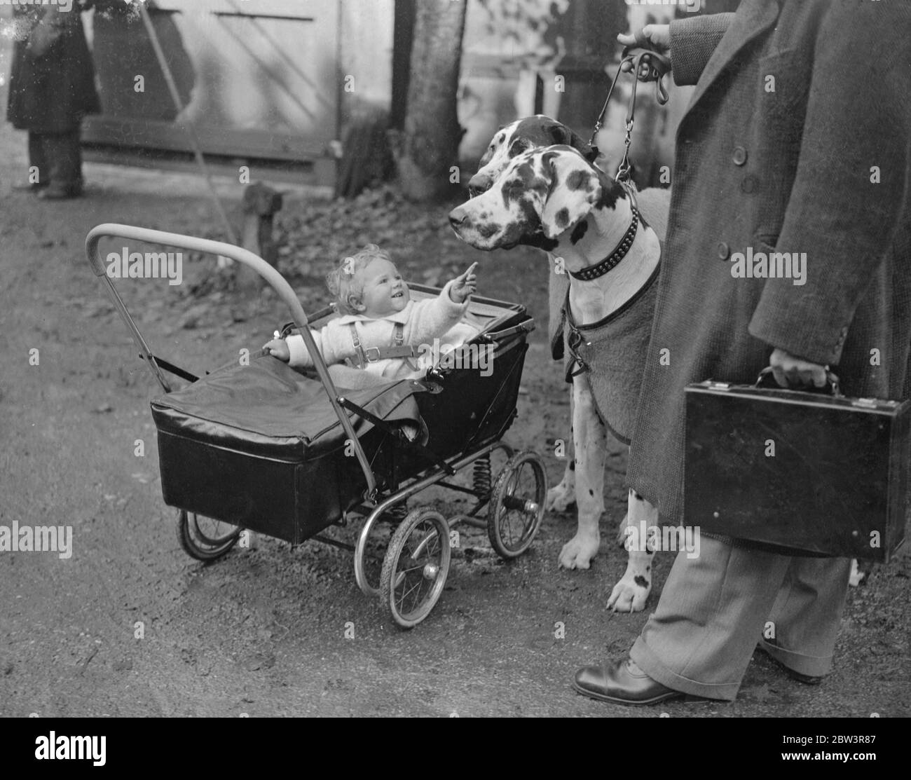 Kennel Club Dog Show at Crystal Palace . A small visitor interested in two giant Great Danes ,  Brigand  and  Peter of Barlow Moor  , owned by Mr Jackson . 9 October 1935 Stock Photo