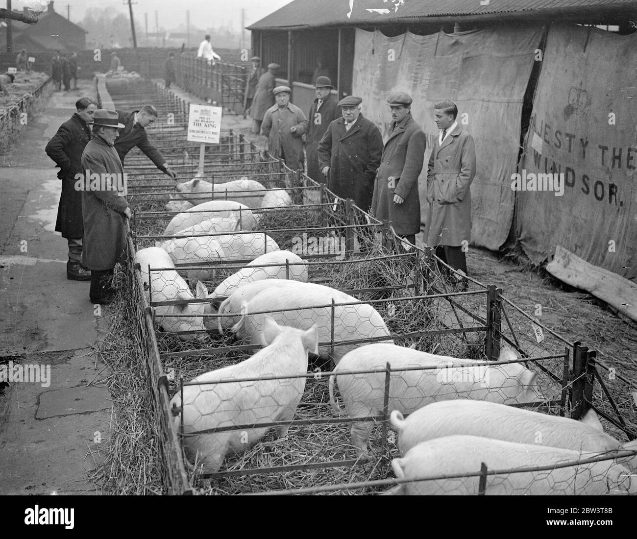 King ' s livestock auctioned at Slough christmas show . Pet stock from the Royal farms at Windsor were offfered for sale , by command of the King , at Slough Christmas Cattle show , when 30 fat cattle , 60 sheep and 50 pigs were sold by auction . There is always keen competition for the King ' s stock . Photo shows , the King ' s pigs on view before sale . 10 December 1935 Stock Photo