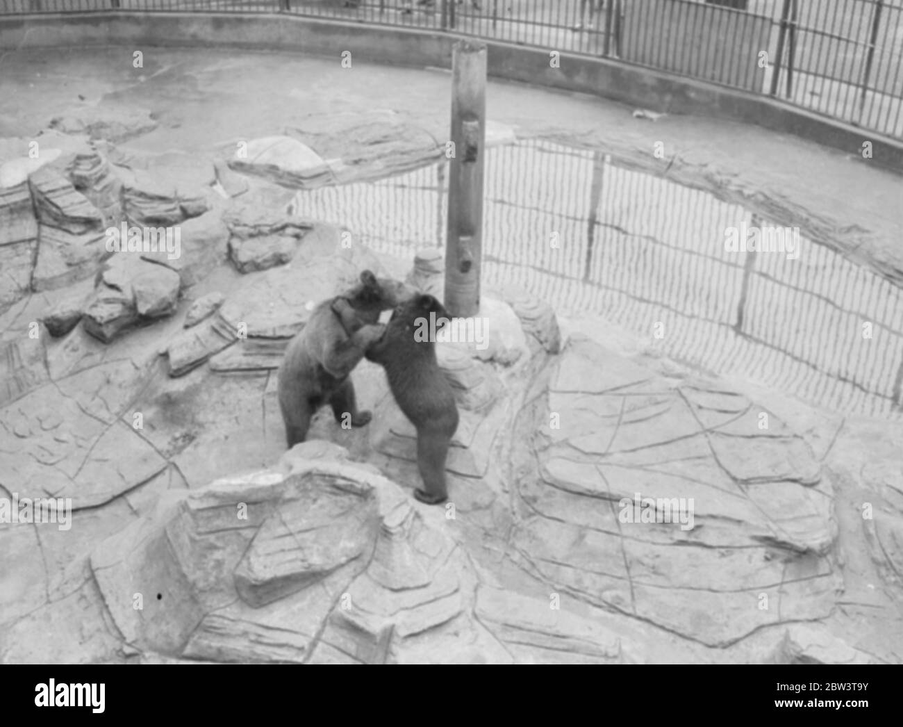 Two bears play at London Zoo . 21 June 1935 Stock Photo