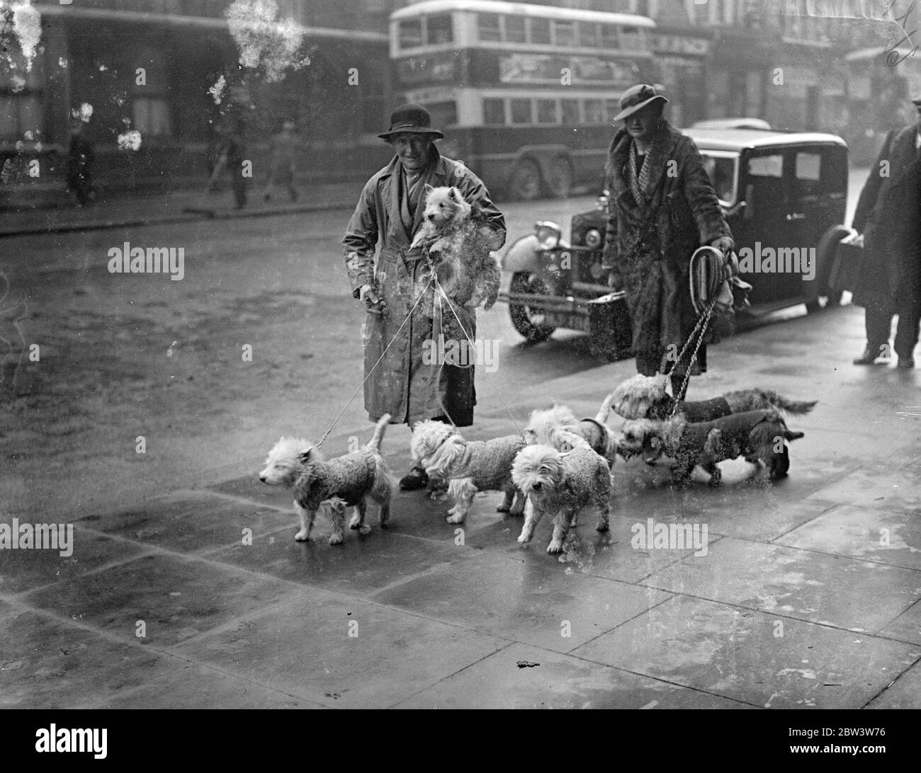 Terriers arrive for national show . The National Terrier Club Show opened at Olympia . The Hon Mrs S Hood arriving with her West Highland terriers . 9 January 1936 Stock Photo