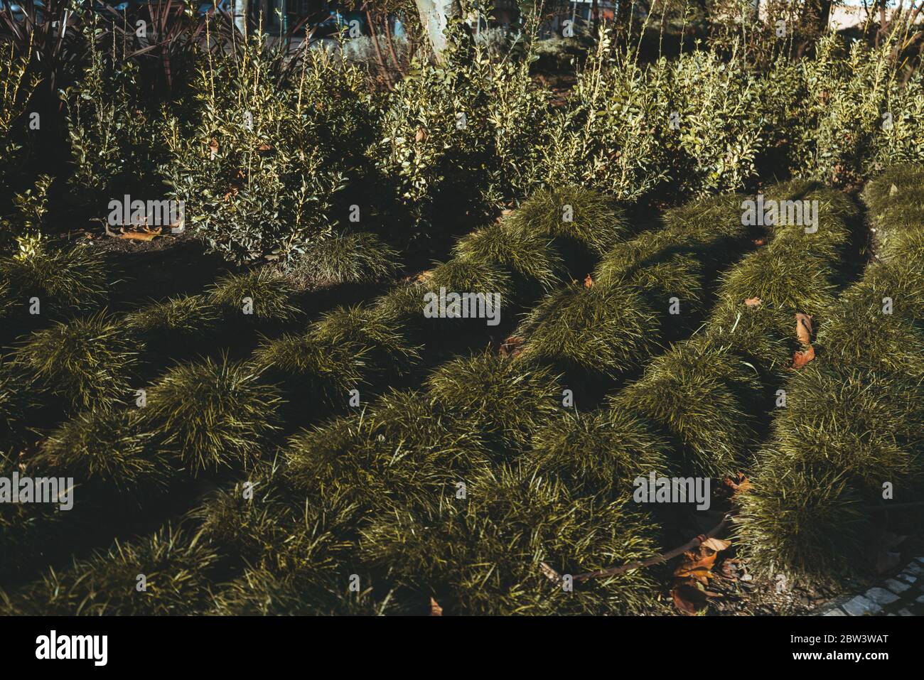 Grass tuffet hi-res stock photography and images - Alamy