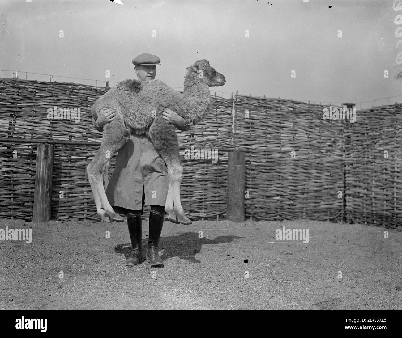 Whipsnade Zoo is rejoicing in the birth of its first baby camel, Hallelujah. The baby, which has born to Fattama, has two humps. The parents were brought from the Morocco Zoo last September. Photo shows: Hallelujah being nursed by her keeper, at Whipsnade. 31 March 1937 Stock Photo