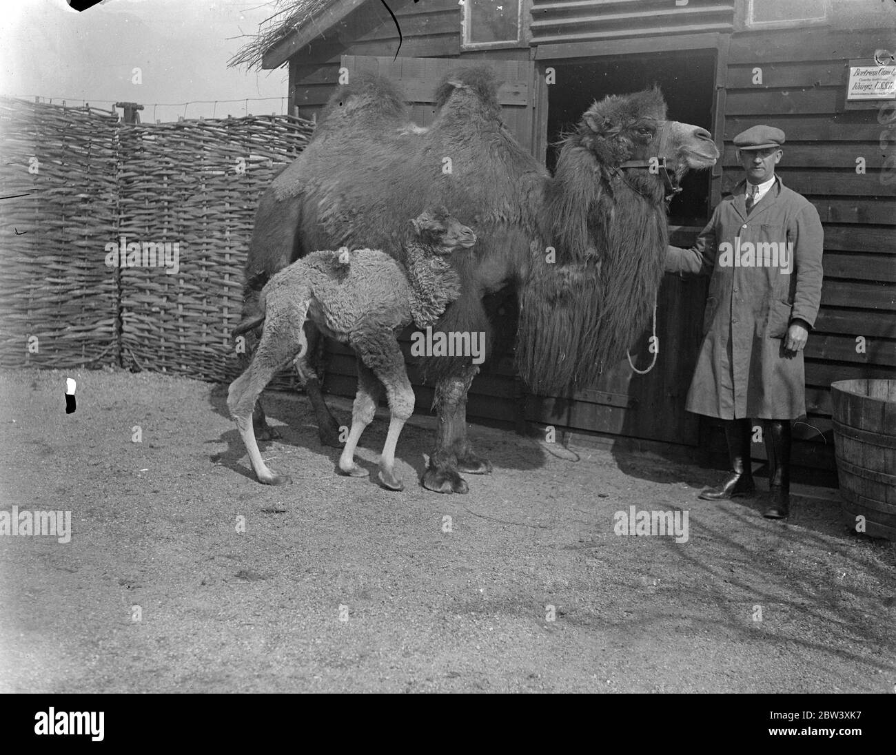 Whipsnade Zoo is rejoicing in the birth of its first baby camel, Hallelujah. The baby, which has born to Fattama, has two humps. The parents were brought from the Morocco Zoo last September. Photo shows: Hallelujah with its mother, Fattama at Whipsnade. 31 March 1937 Stock Photo