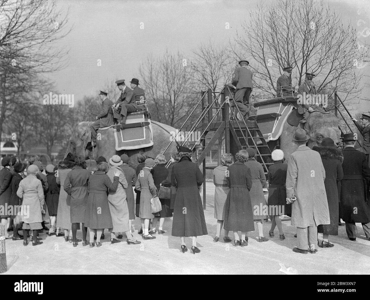 First elephant ride of the season . In preparation for the Easter Monday ' rush ' , the elephants at the London Zoo have already commenced their riding season . Photo shows , children mounting the elephants for the first ride of the season . 24 March 1937 Stock Photo