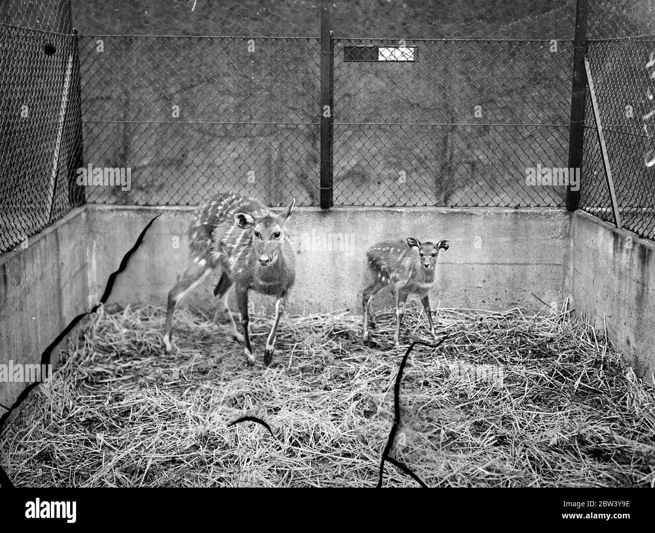 Zoo's new baby is only one of its kind. A new baby, the only one of its kind ever known, has been born at the London Zoo. It is a cross between an East African Marsh Buck and the West African Marsh Buck, and is extremely timid. Photo shows: The Zoo's new baby with its mother in the enclosure at the London Zoo. 6 March 1937 Stock Photo