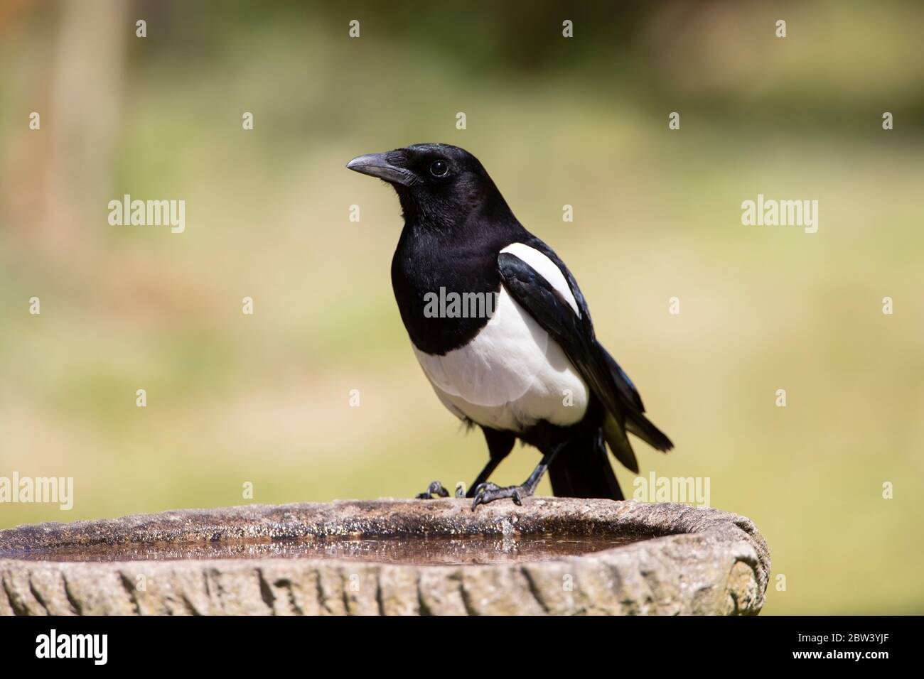 Common Magpie  Pica pica in close up perching on the rim of  a garden birdbath against a diffuse background Stock Photo