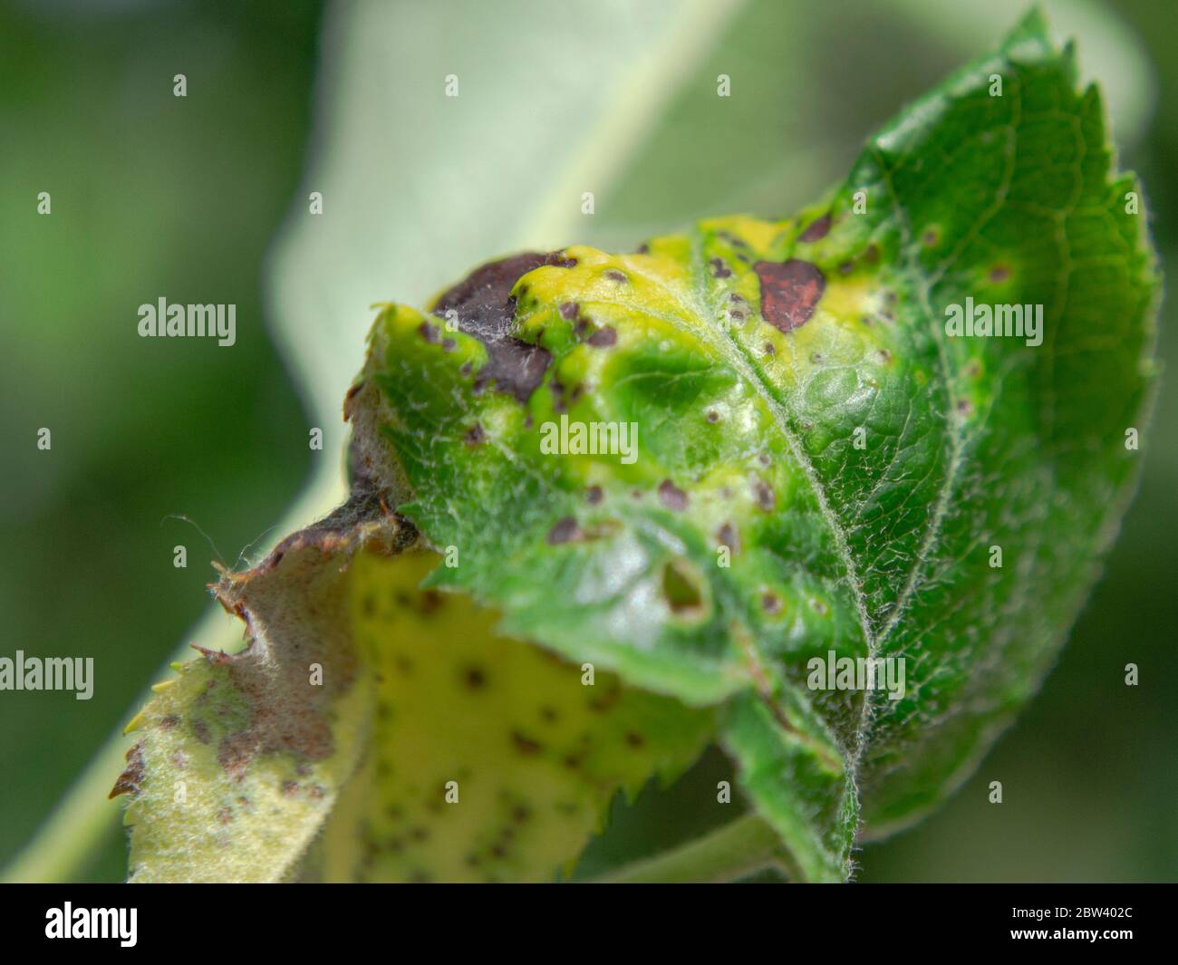 Chlorosis hires stock photography and images Alamy