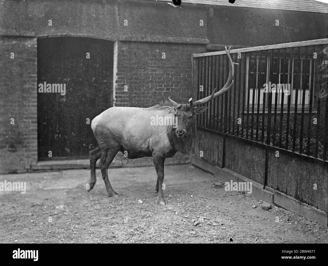 Paul feels lopsided. Zoo deer casts 14 pound antler. Paul, the Wapiti Deer at the London Zoo, is feeling lopsided at present. He has just cast one of his 14 pound antlers. The antlers of the largest and heaviest he has ever grown. Dear cast their antlers every year, a new ones are grown. Photo shows: Paul, the Wapiti Deer with only one antler. 24 February 1937 Stock Photo