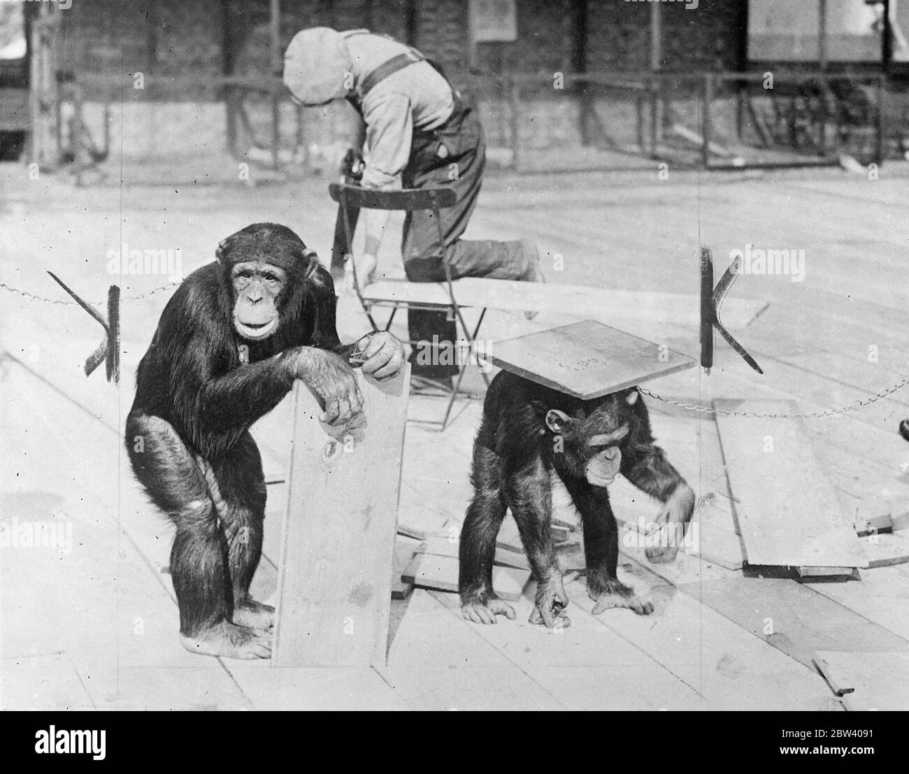 Chimps help with pets Corner ' s new floor . Peters balancing act ! . Receiving the ' assistance ' Jackie and Peter , the chimpanzees , workmen laying a new wooden floor Pets corner at the London Zoo . The corner is due to reopen on May 1 , when young visitors will again be allowed to play with the animals . As shows , Jackie ( left ) makes a serious looking workmen , but Peter has some fun with a piece of wood . 12 April 1937 Stock Photo