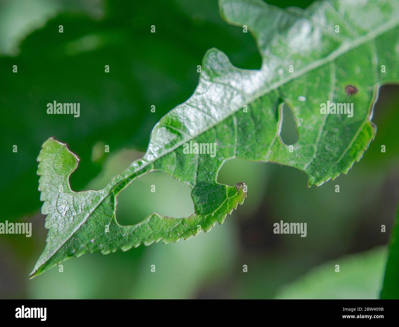 Eaten cherry leaf with holes Stock Photo Alamy