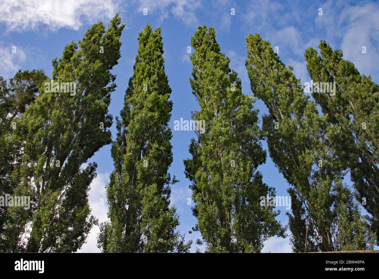 Tall and slim hi-res stock photography and images - Alamy