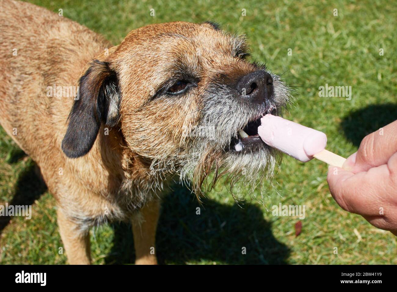 Herne Bay, Kent, UK. 29th May 2020: UK Weather. Toddy the Border Terrier cools down with an icecream after a long walk on a warm sunny day. Credit: Alan Payton/Alamy Live News Stock Photo