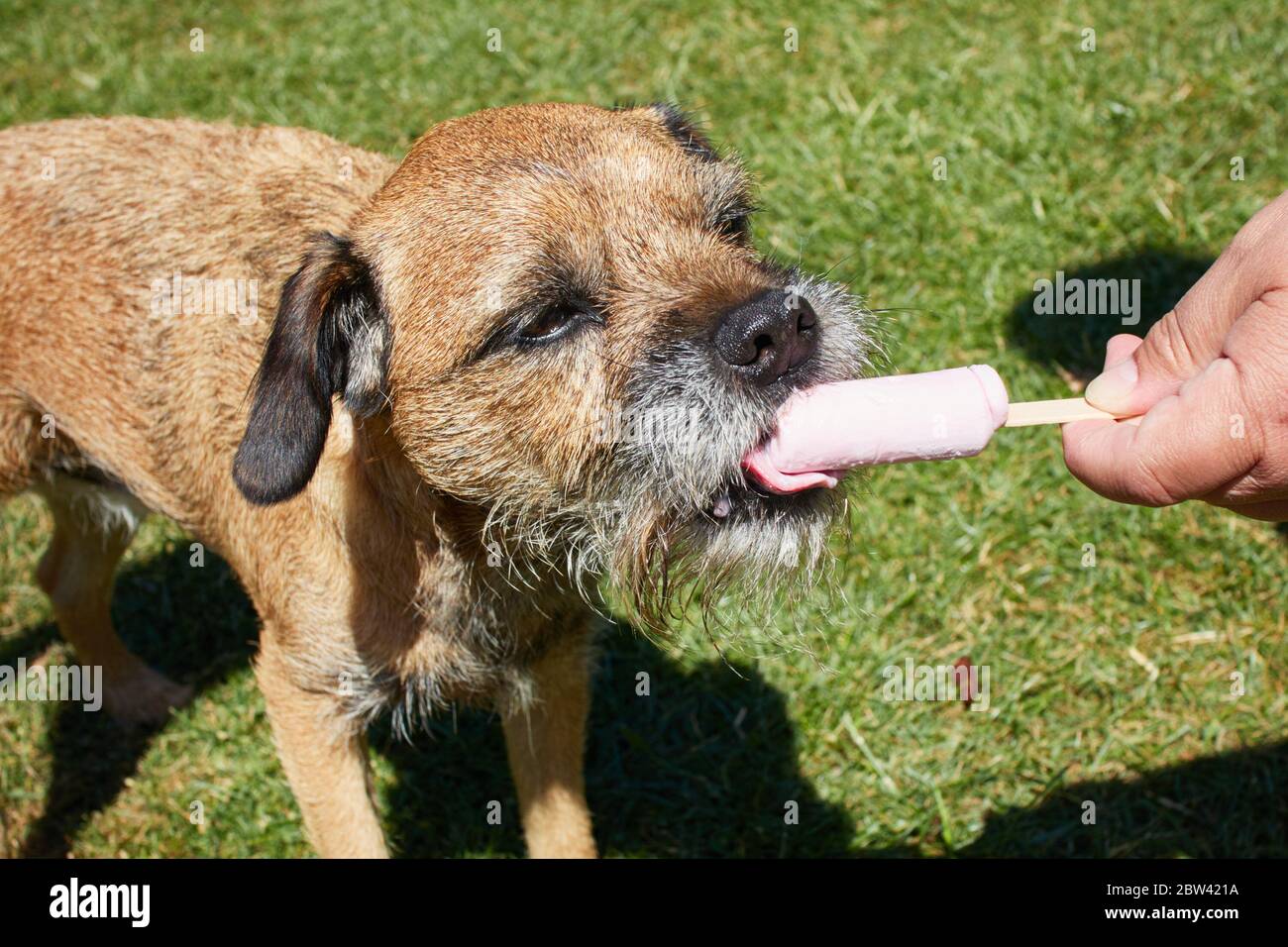 Herne Bay, Kent, UK. 29th May 2020: UK Weather. Toddy the Border Terrier cools down with an icecream after a long walk on a warm sunny day. Credit: Alan Payton/Alamy Live News Stock Photo