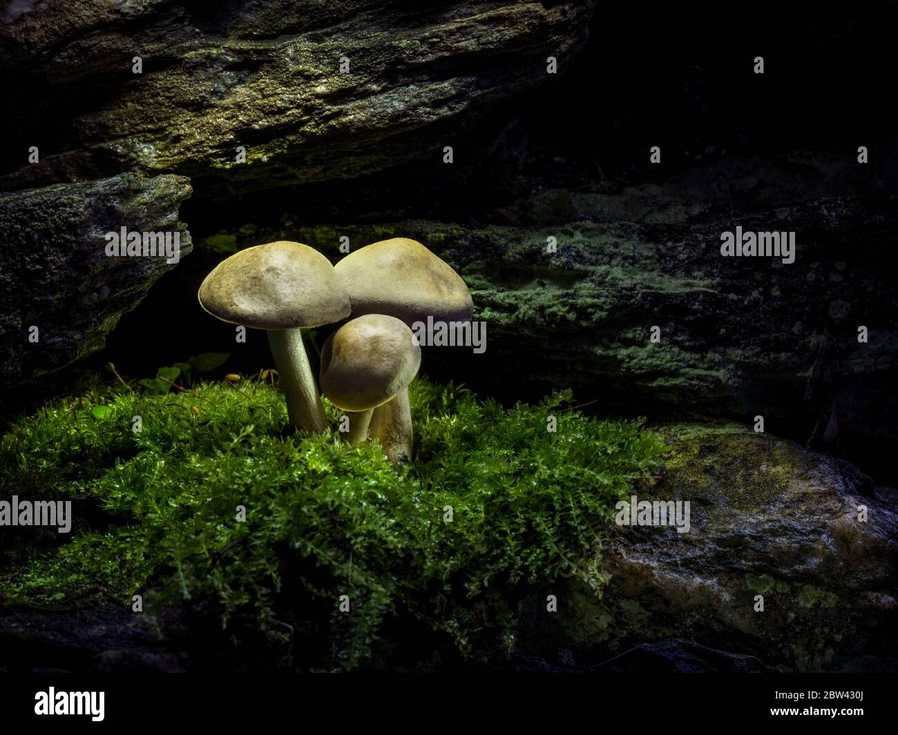 Three mushrooms on rocky ledge at night Stock Photo