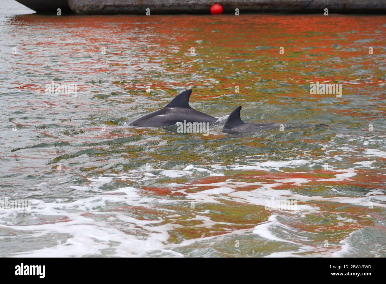 Two dolphins in their natural habitat of Galveston harbor, Texas Gulf Coast, USA. A rusty red brown dockyard is reflected in the water. Stock Photo