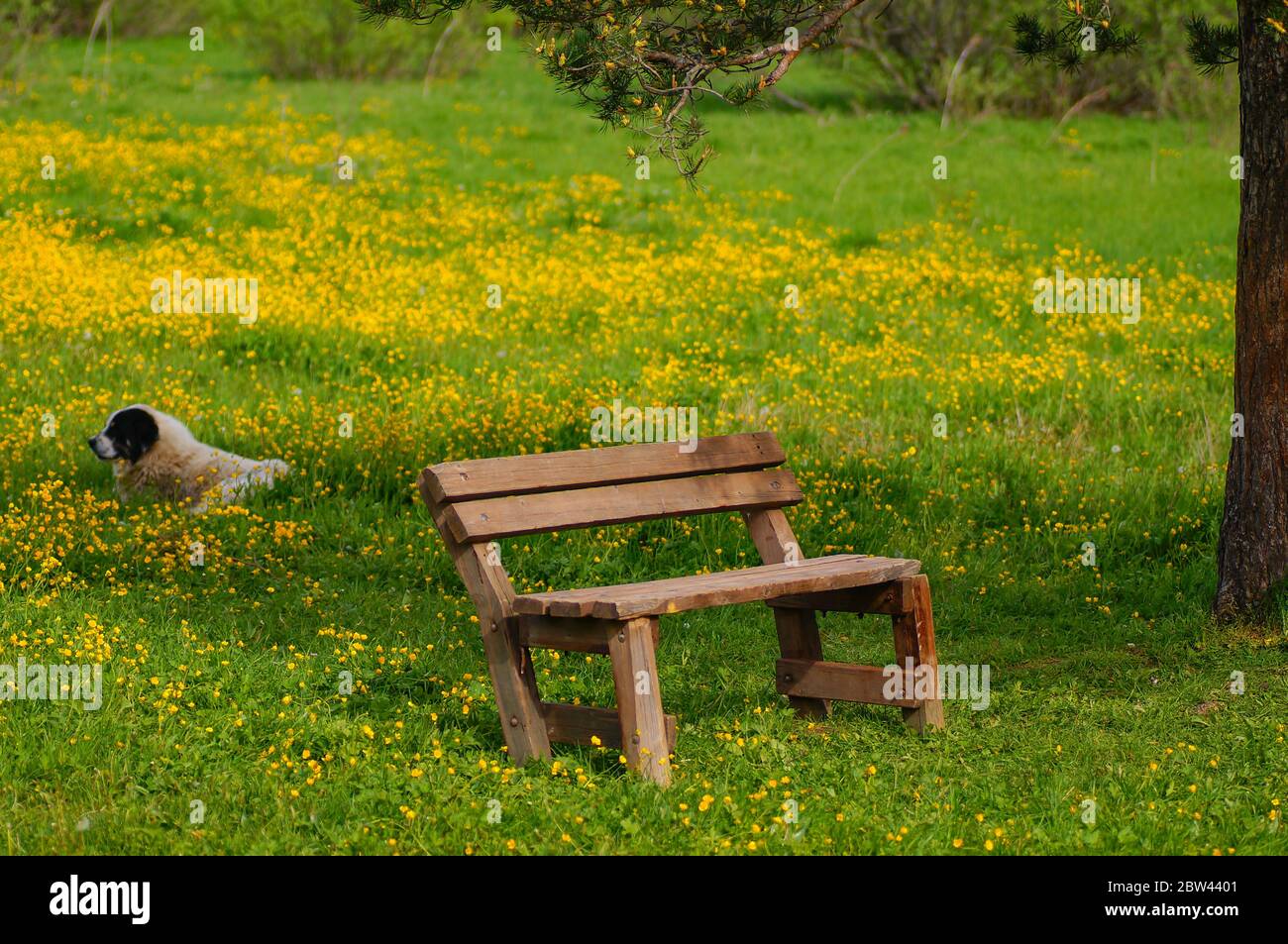 An old bench in the countryside. old wooden bench in the meadow. background a dog lying on the grass. Stock Photo
