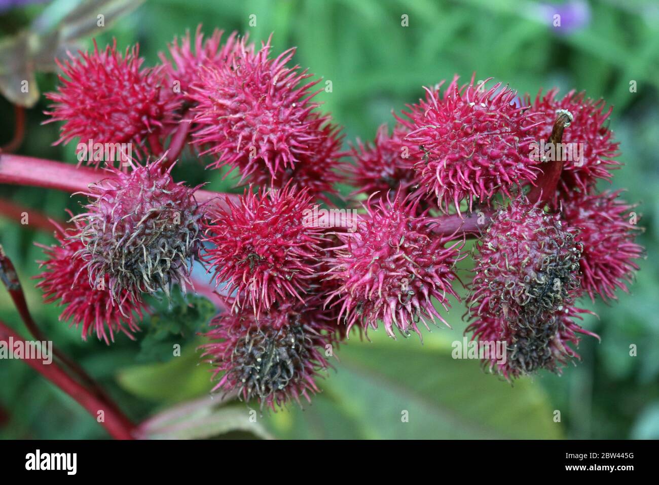 Castor oil plant, Ricinus communis variety Carmencita developing red ...