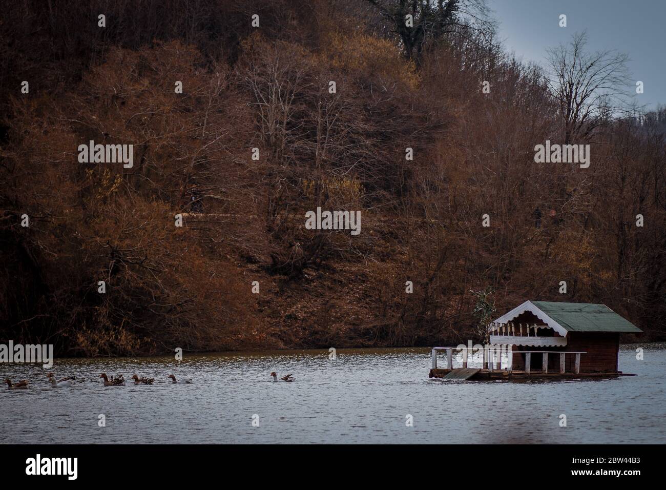 A small bird house on the lake. ducks and little wooden bird house on the lake. Stock Photo