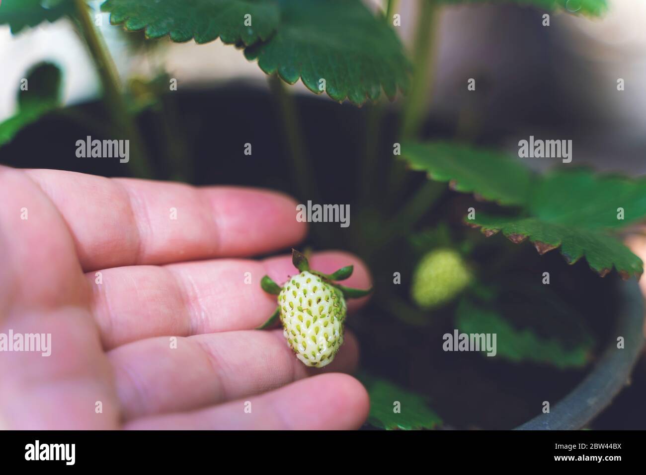 Hand with fresh young strawberry collected in the garden. Growing ...