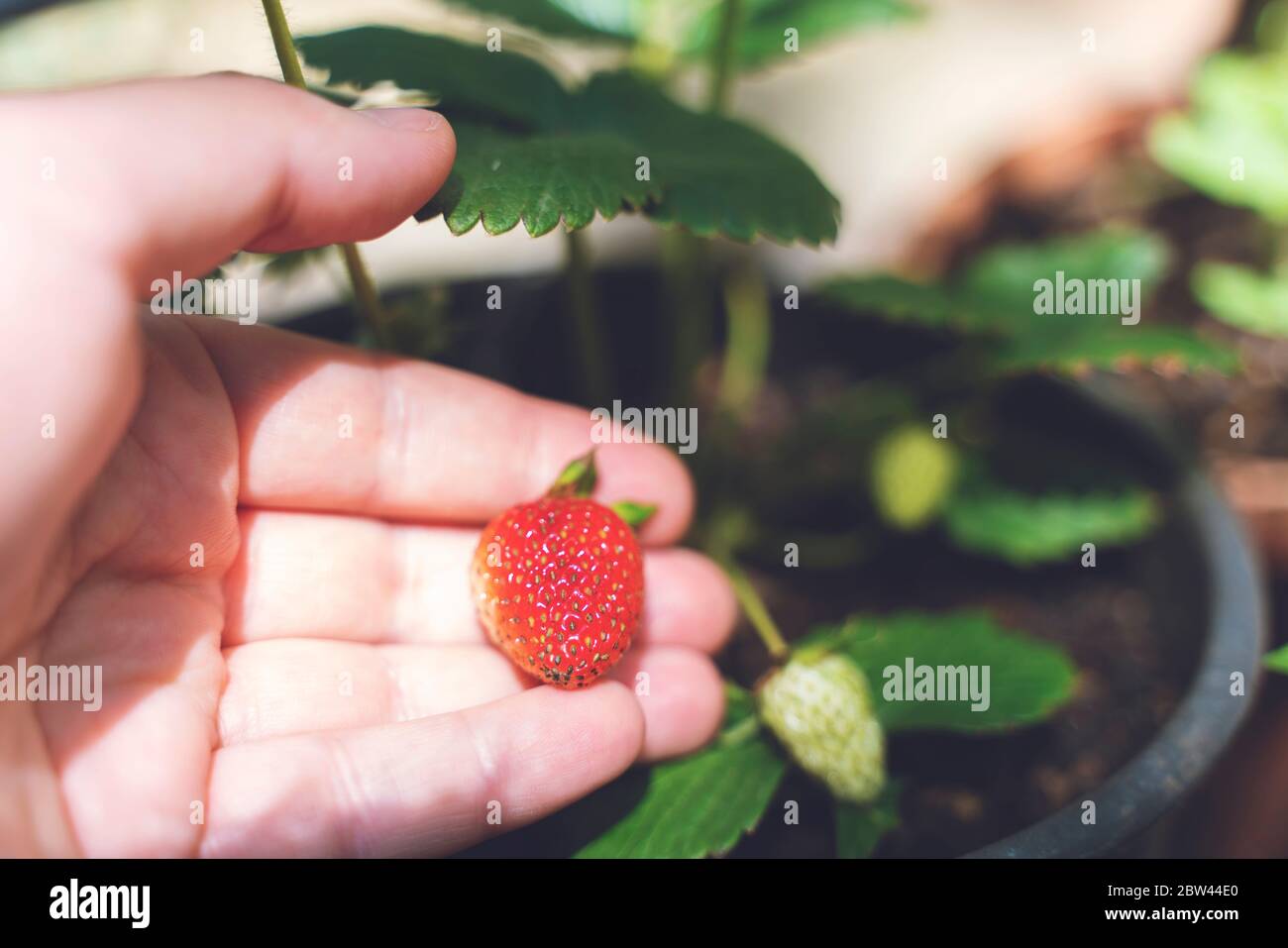Hand with fresh strawberry collected in the garden. Growing ...