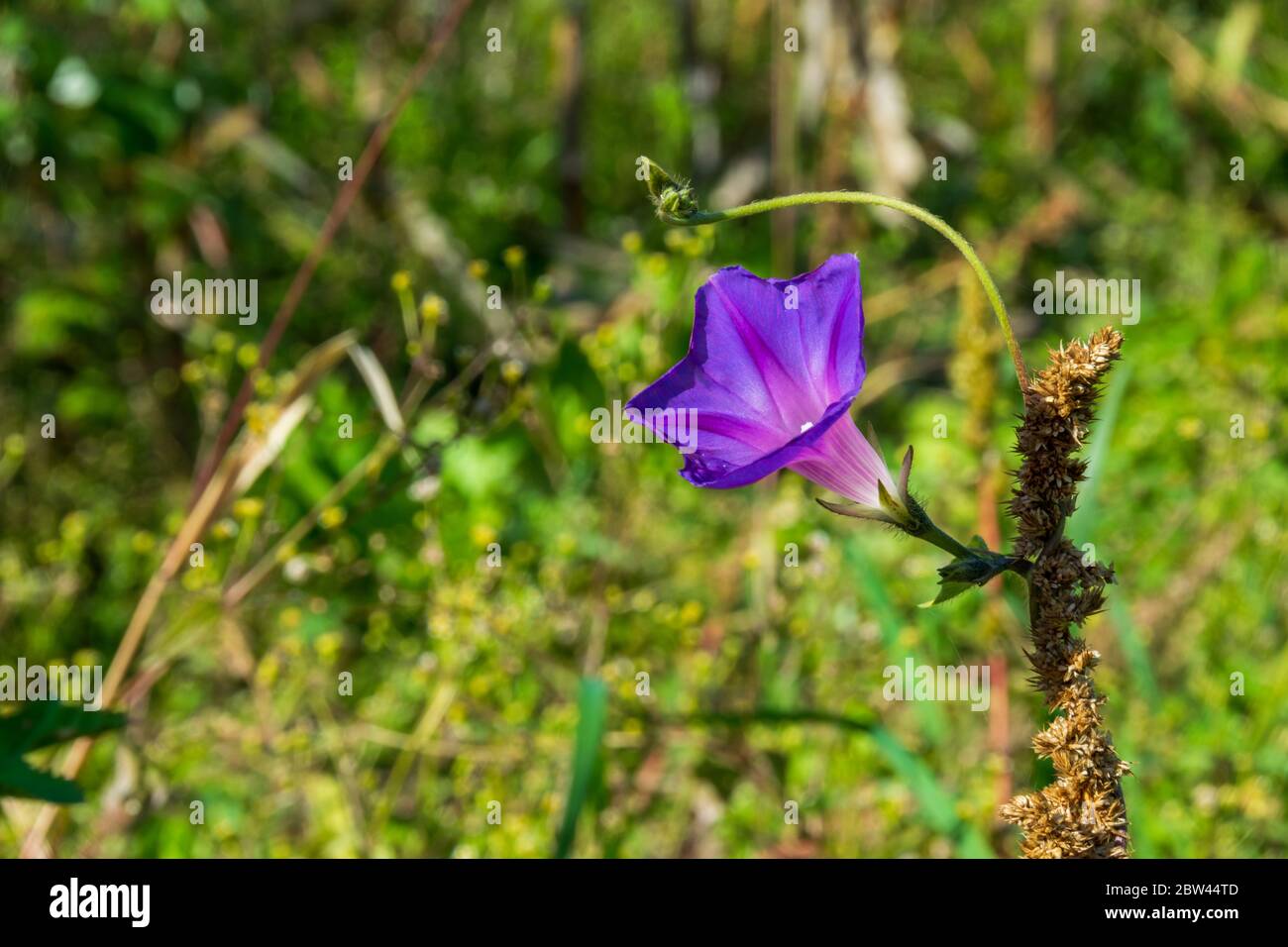 Beautiful purple morning glory flower, Batatilla, Ipomoea violacea Stock Photo