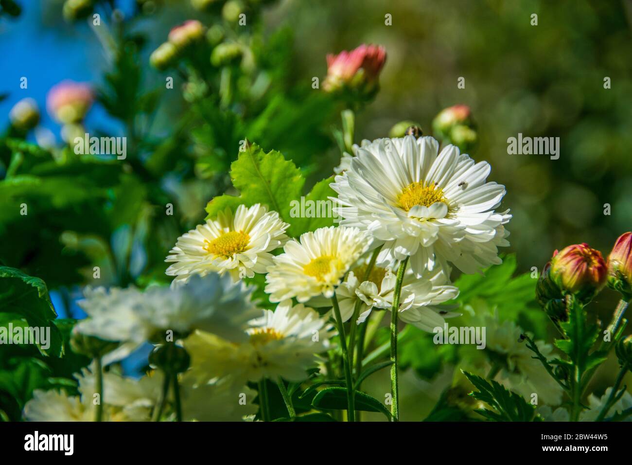 A white bouquet of chrysanthemums blooming in autumn Stock Photo