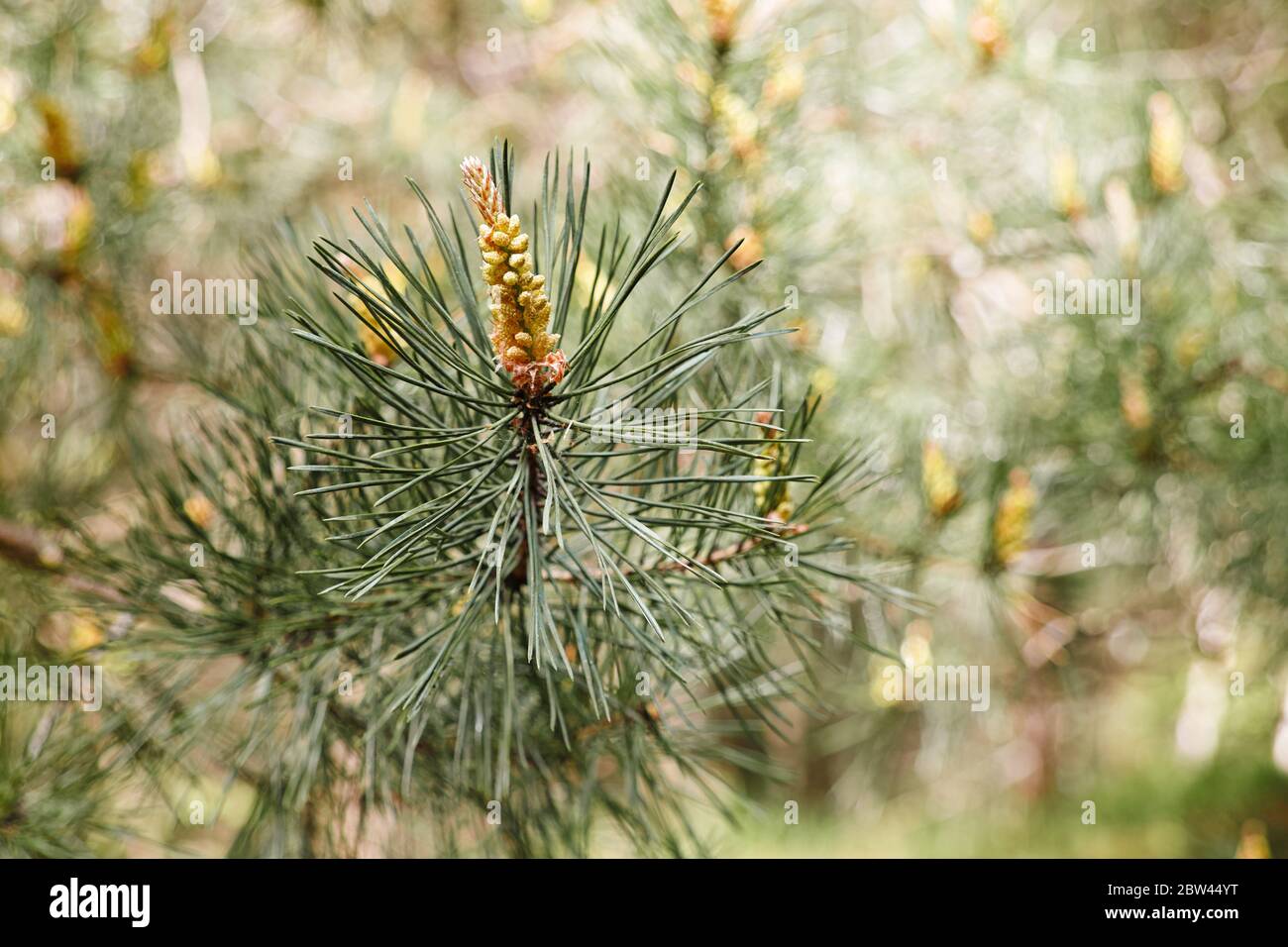 A variety of Christmas tree species, including fir and pine