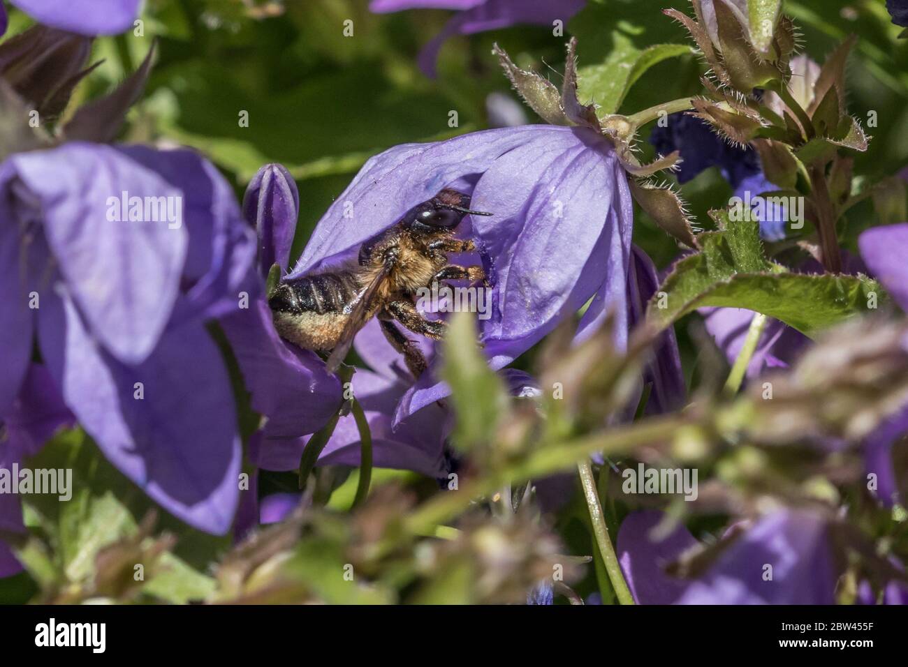 Potters Bar, Hertfordshire, UK, 29 May, 2020. A bee covered in pollen, in a purple Campanlua flower on a bright sunny day. David Rowe/ Alamy live news. Stock Photo