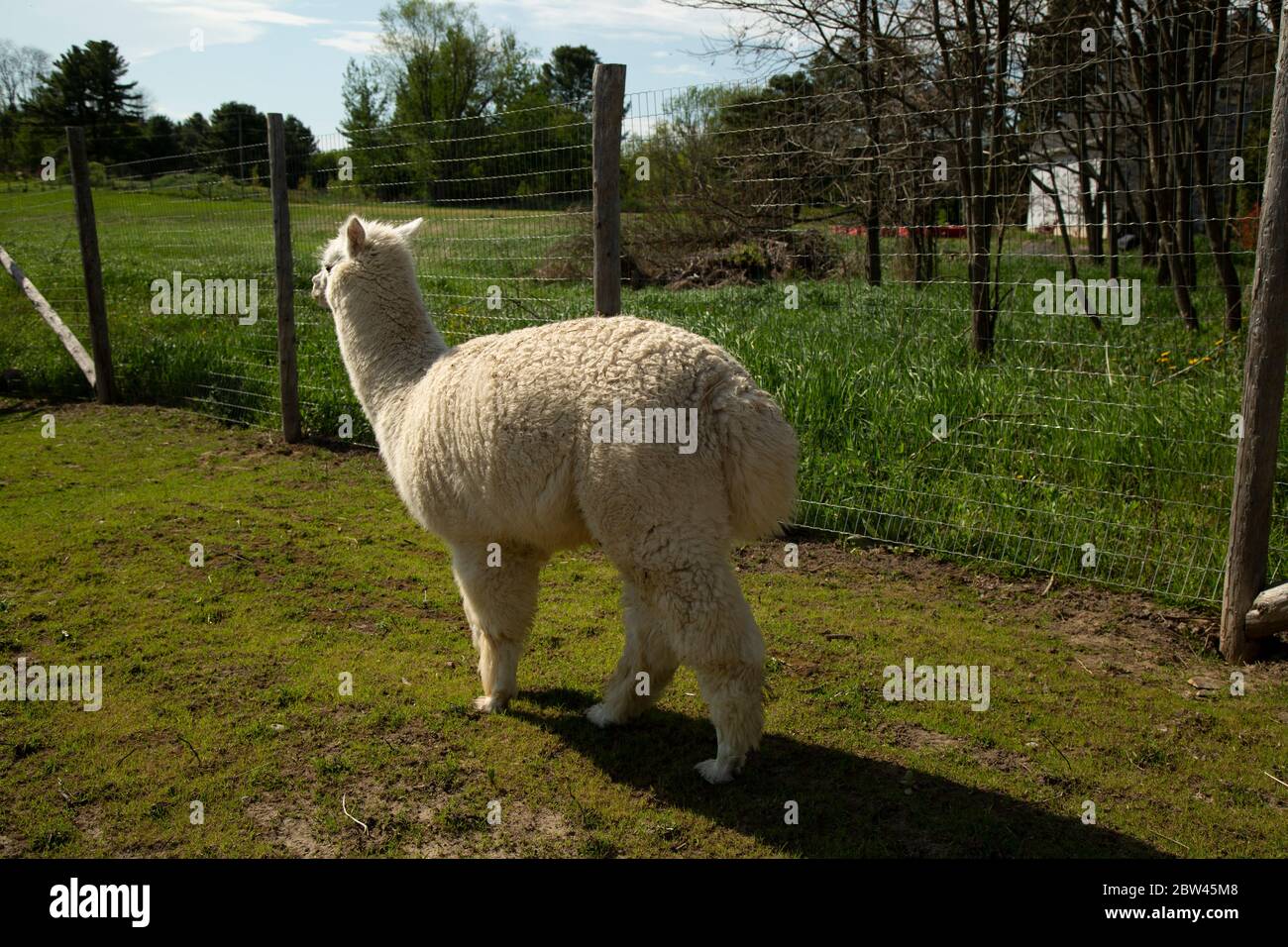 Alpaca tail hi-res stock photography and images - Alamy