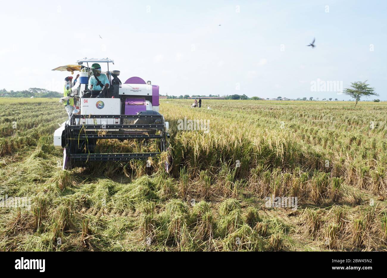 Rice 2024 cutting machine