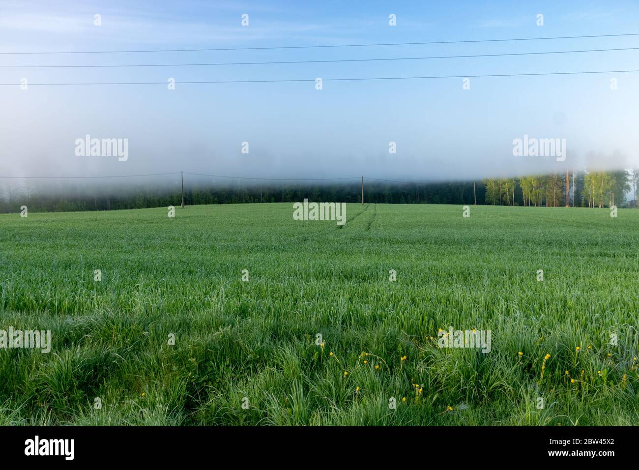 Interesting fog landscape trees hi-res stock photography and images - Alamy