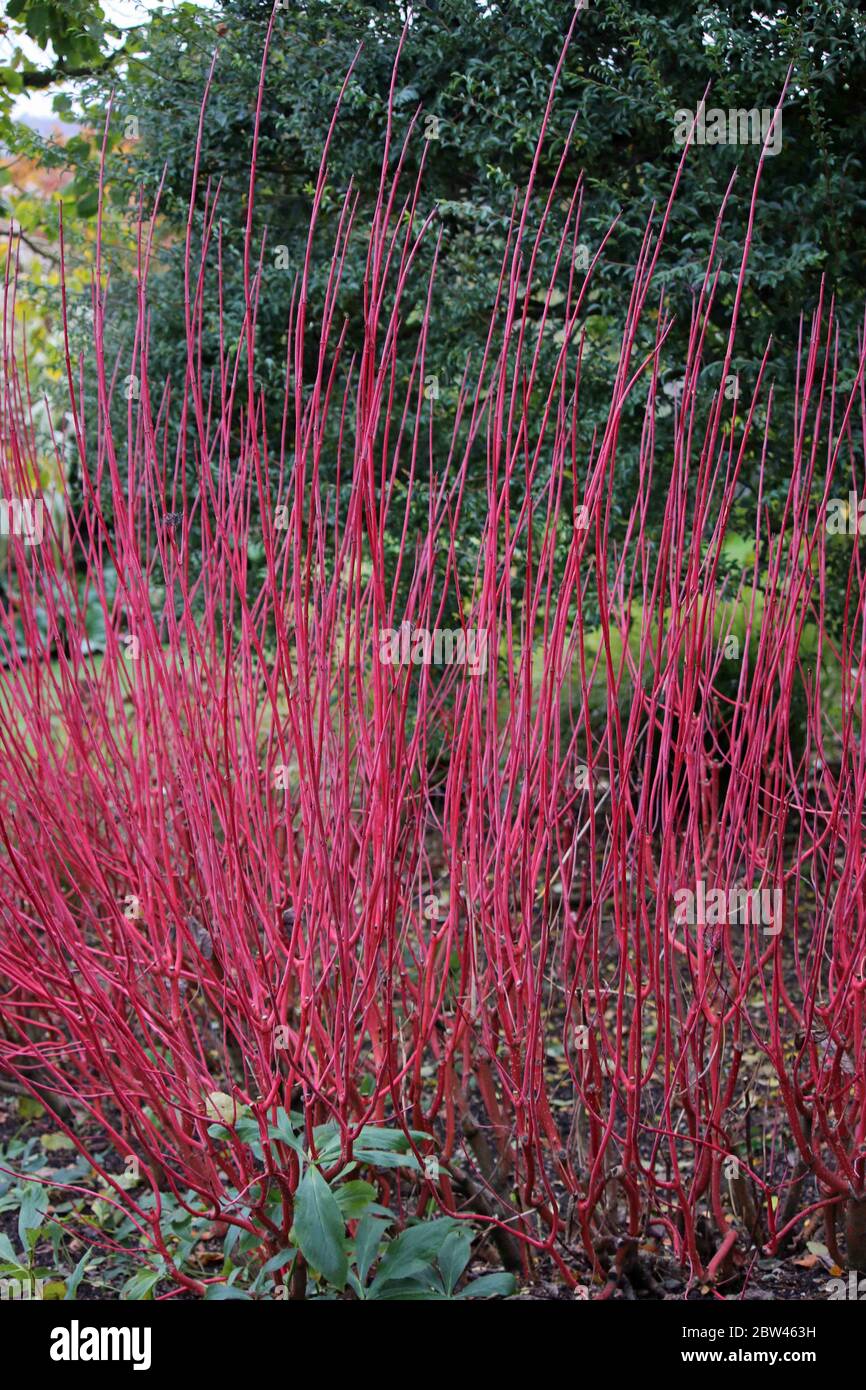 Bright red siberian dogwood, Cornus alba variety Sibirica winter stems with trees, shrubs and lawns blurred in the background Stock Photo